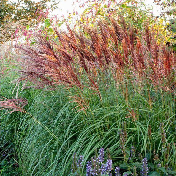 MISKANTAS 'RED CHIEF' C5